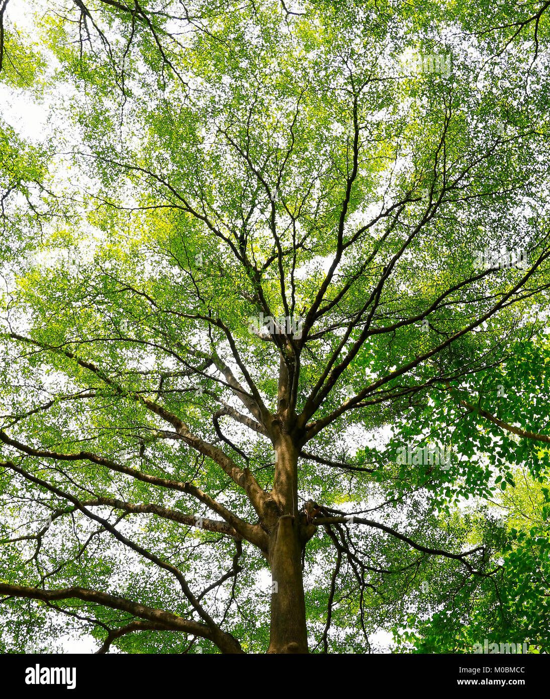 green forest background in a sunny day Stock Photo - Alamy