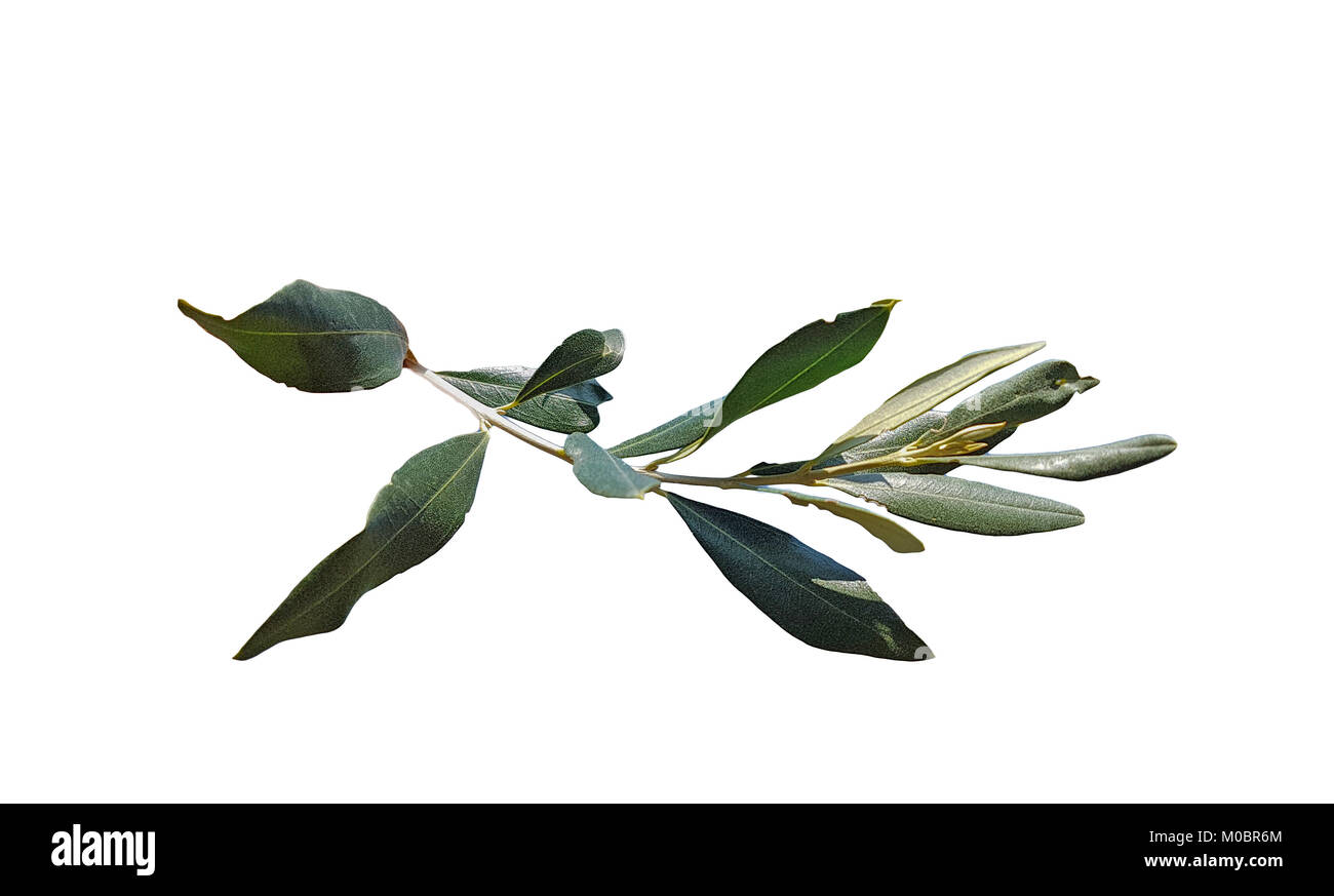 lives isoalated of olive tree for background Stock Photo