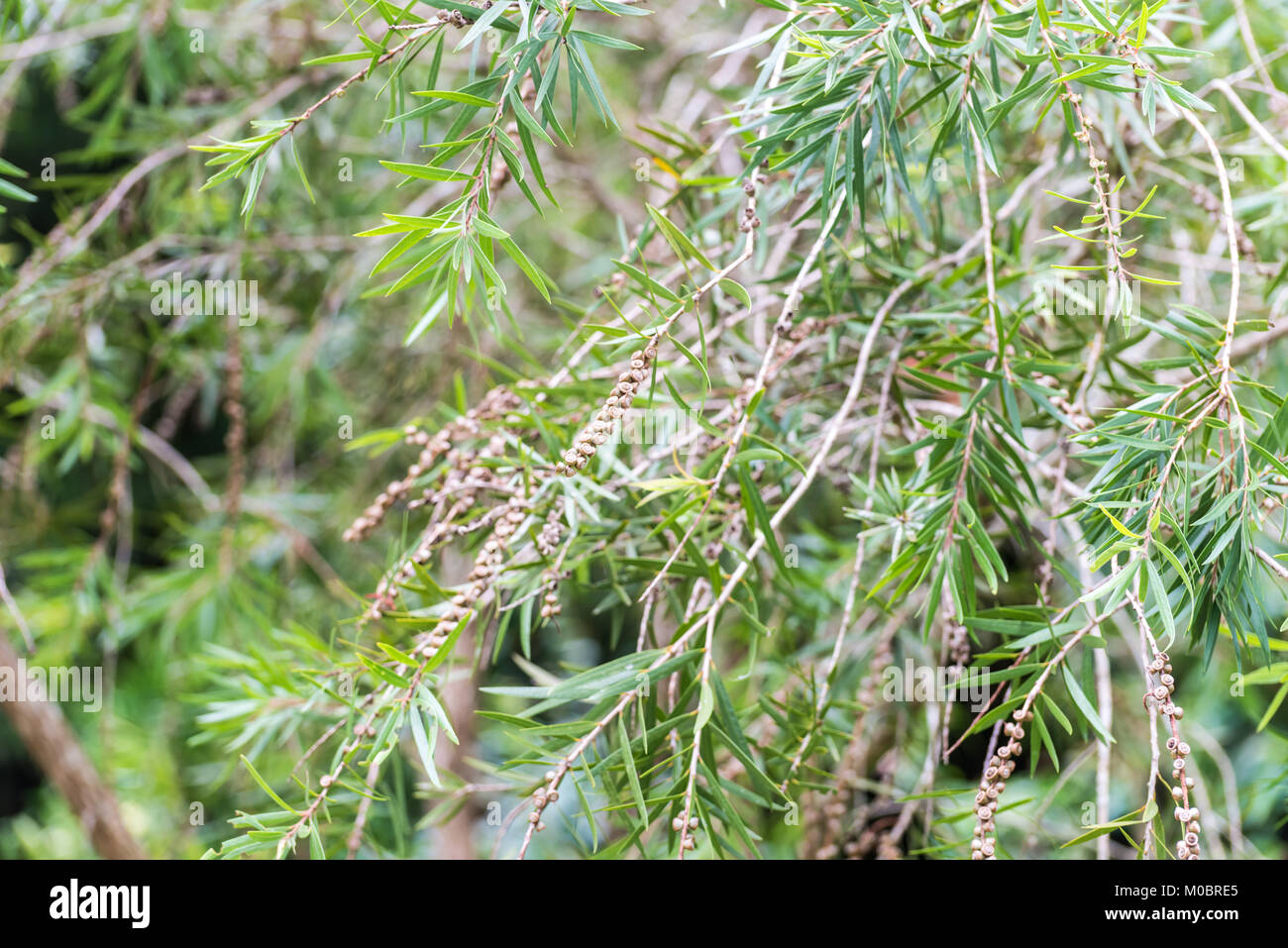 The weeping bottlebrush or creek bottlebrush tree seeds and leaves Stock Photo