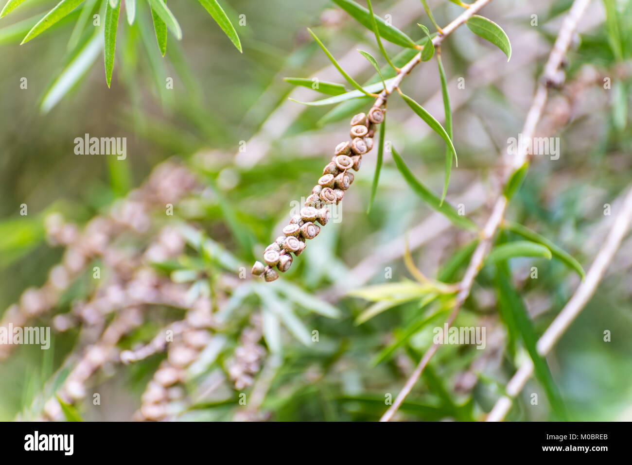 Seeds of the weeping bottlebrush or creek bottlebrush tree Stock Photo