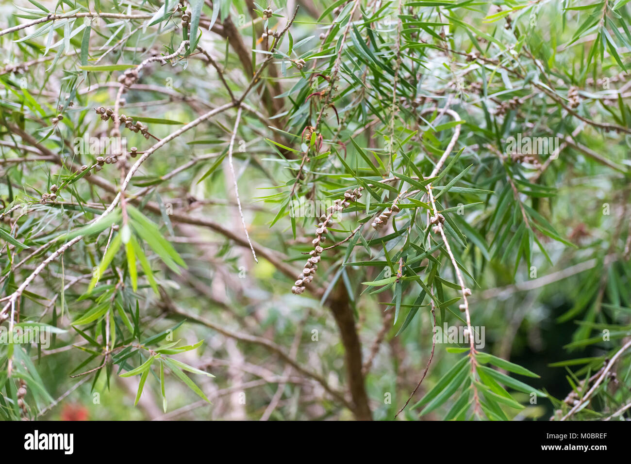Seeds of the weeping bottlebrush or creek bottlebrush tree Stock Photo