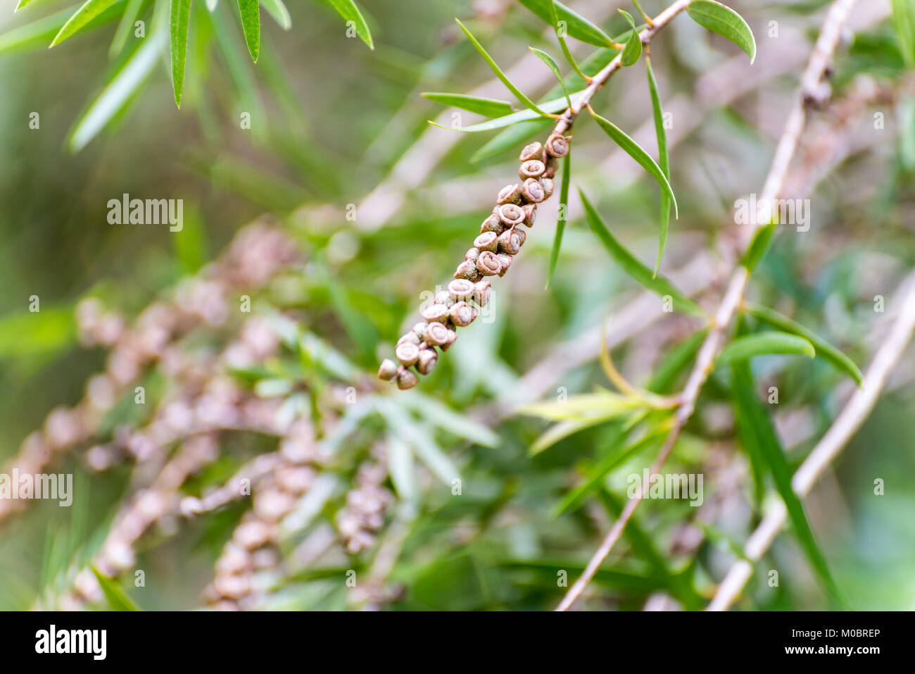 Seeds of the weeping bottlebrush or creek bottlebrush tree Stock Photo