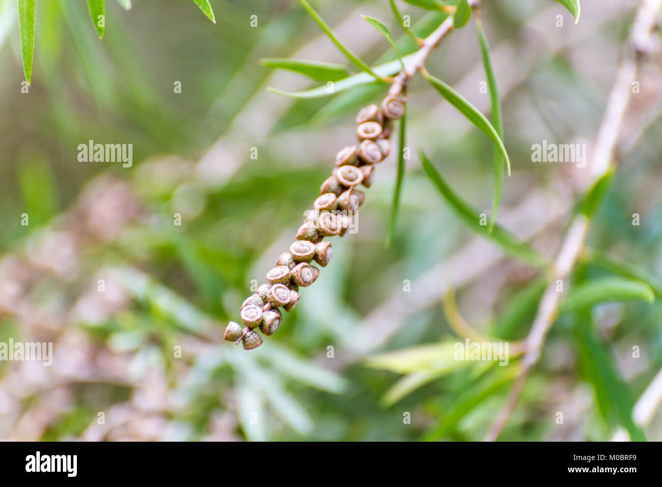 Seeds of the weeping bottlebrush or creek bottlebrush tree Stock Photo