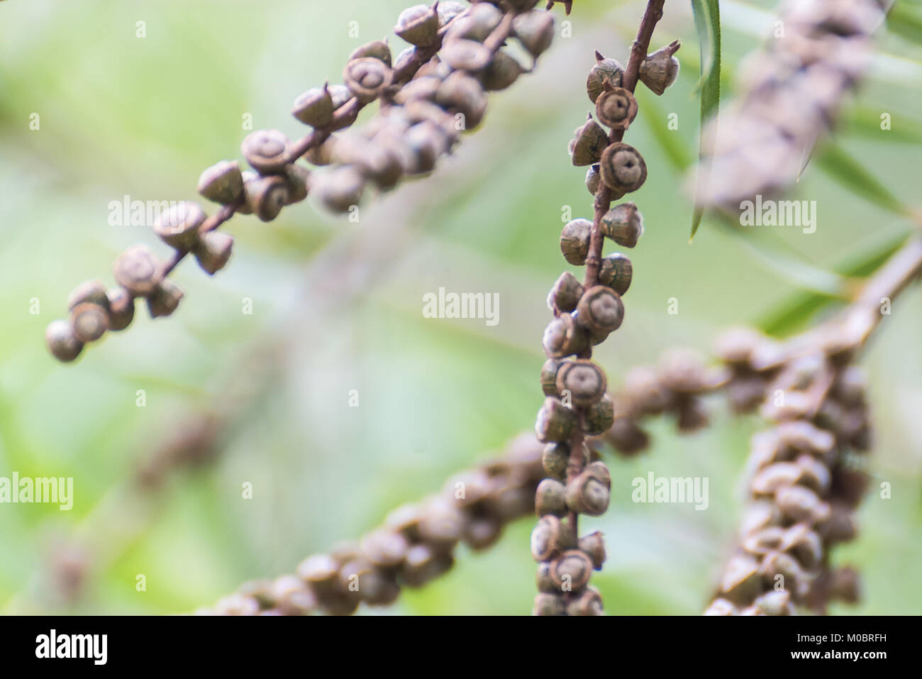 The weeping bottlebrush or creek bottlebrush tree seeds and leaves Stock Photo