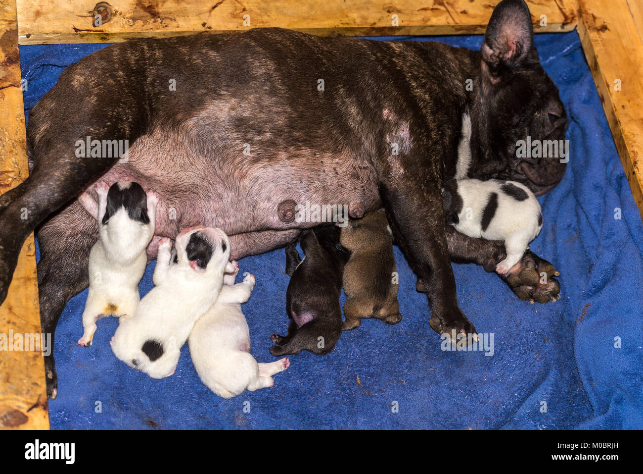 how much to feed a bulldog