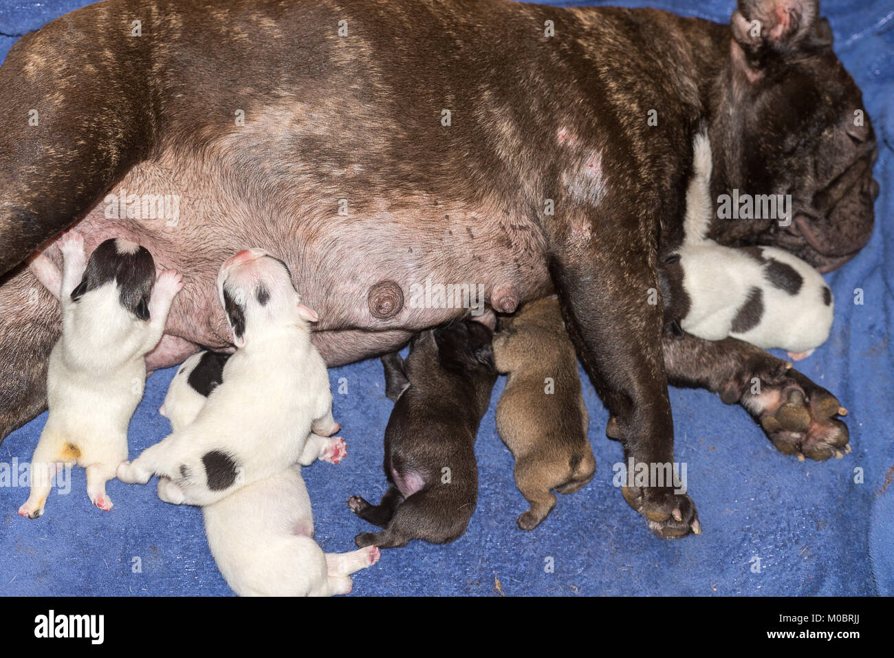 How to feed french bulldog puppy sales