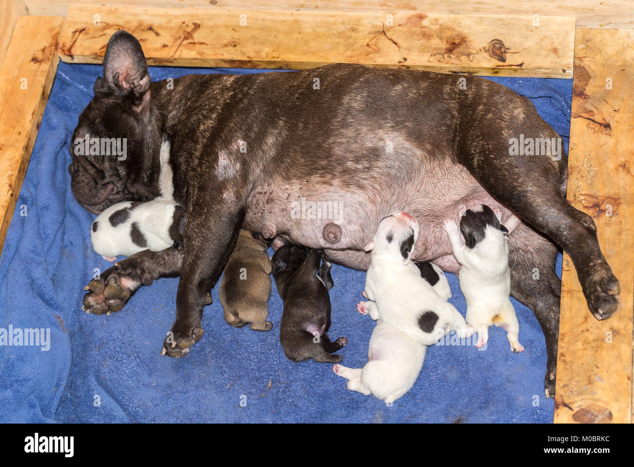 Brown female french bulldog feeding many puppies at the same time