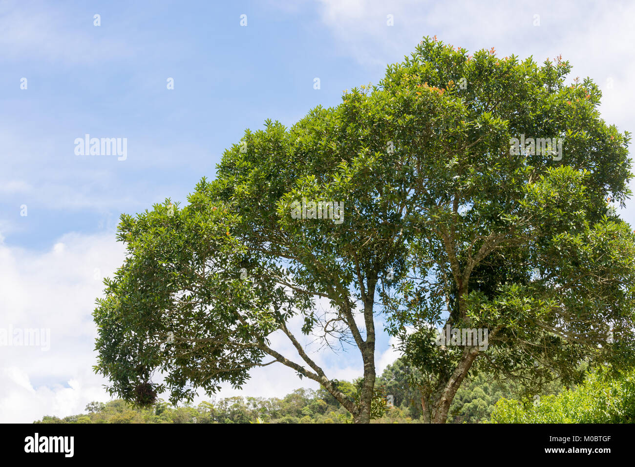Closeup thick green leaf trees hi-res stock photography and images - Alamy