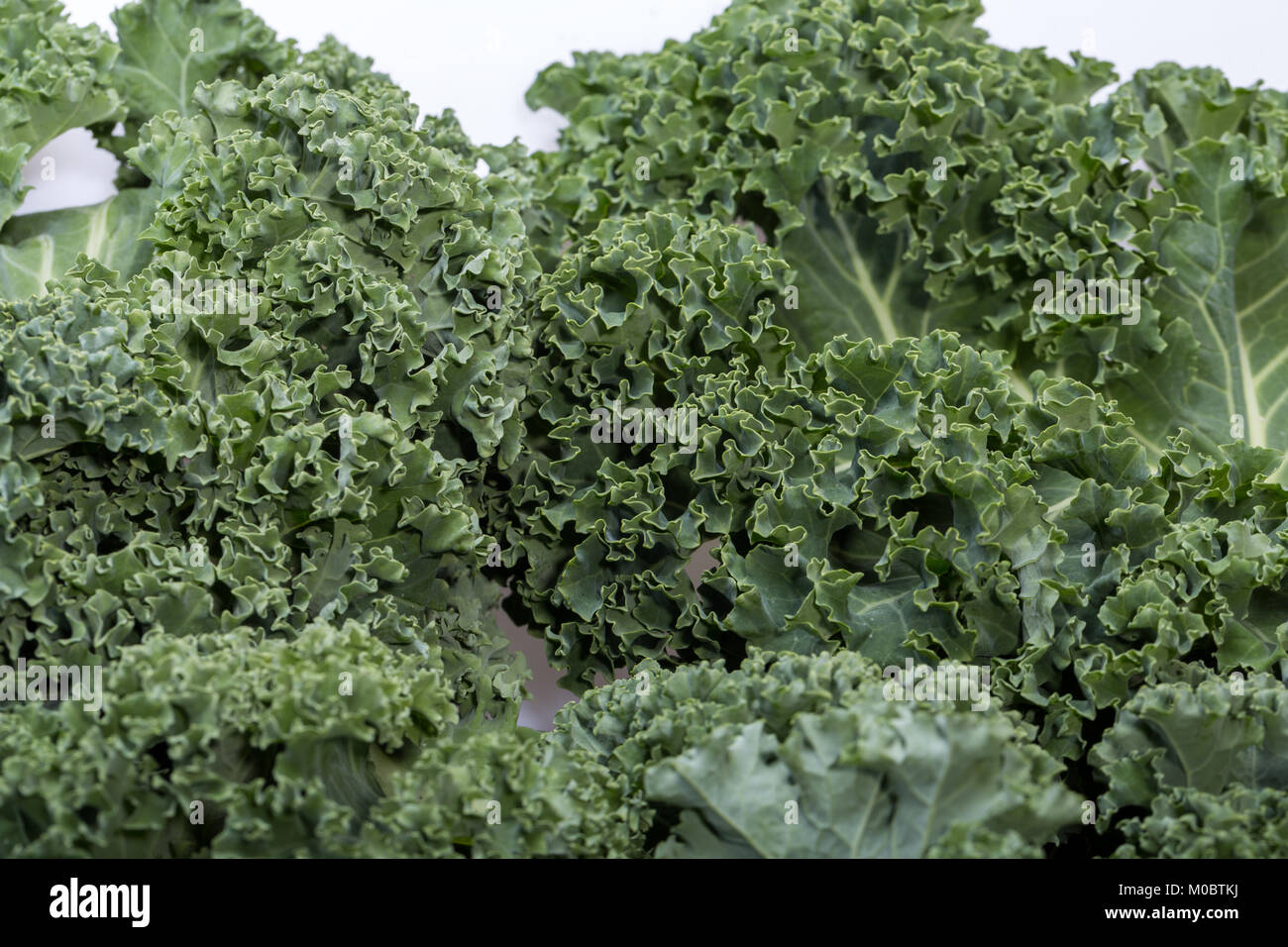 A healthy fresh curly kale Stock Photo Alamy