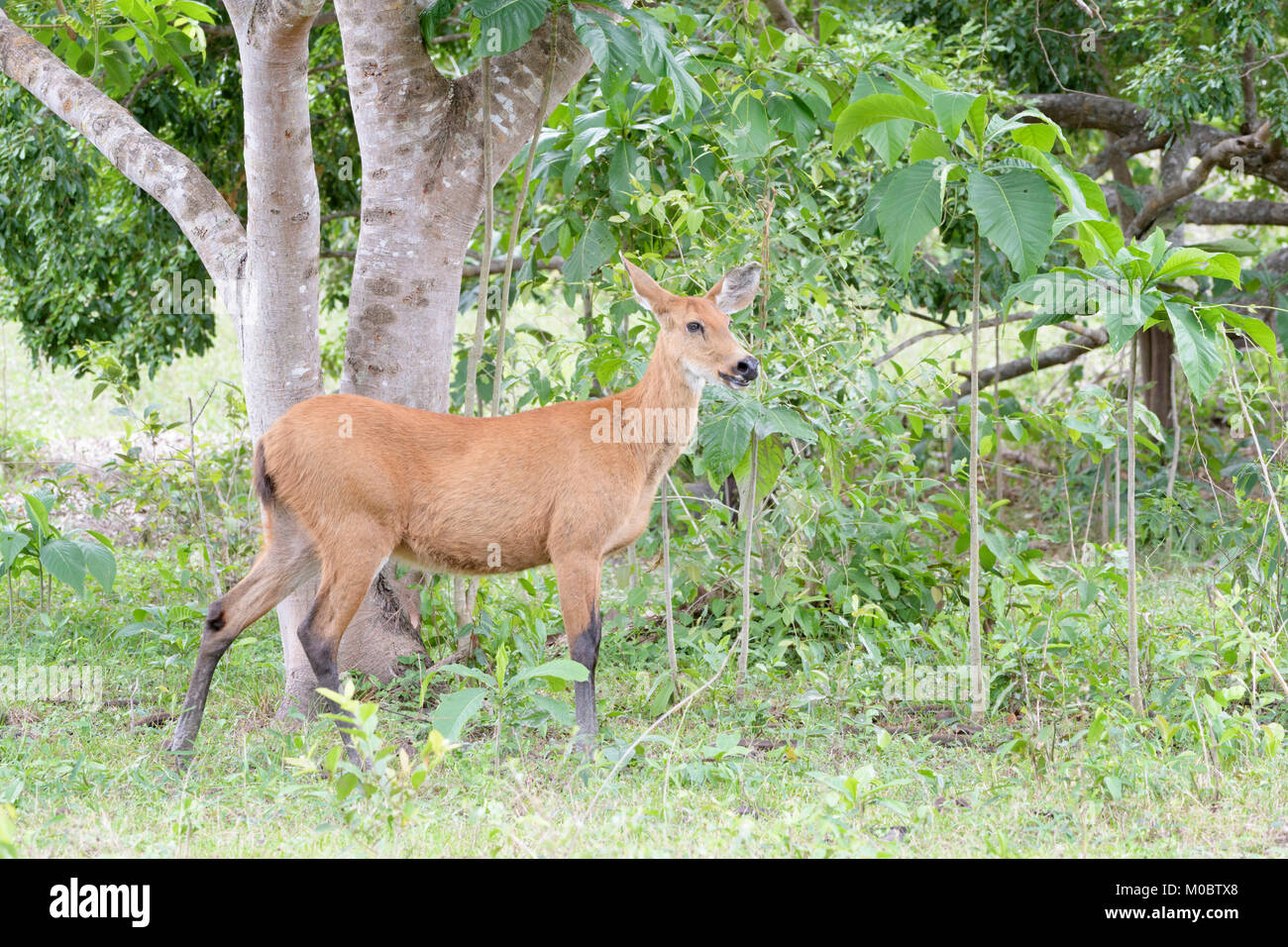 Marsh Deer (Blastocerus dichotomus) female, Pantanal, Brazil Stock Photo