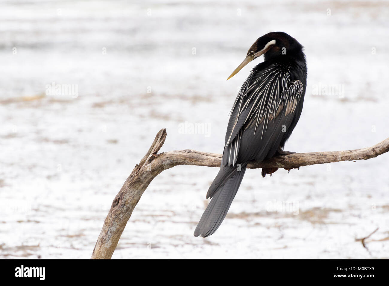 African darter (anhinga rufa) perching on branch, Wilderness National Park, South Africa Stock Photo