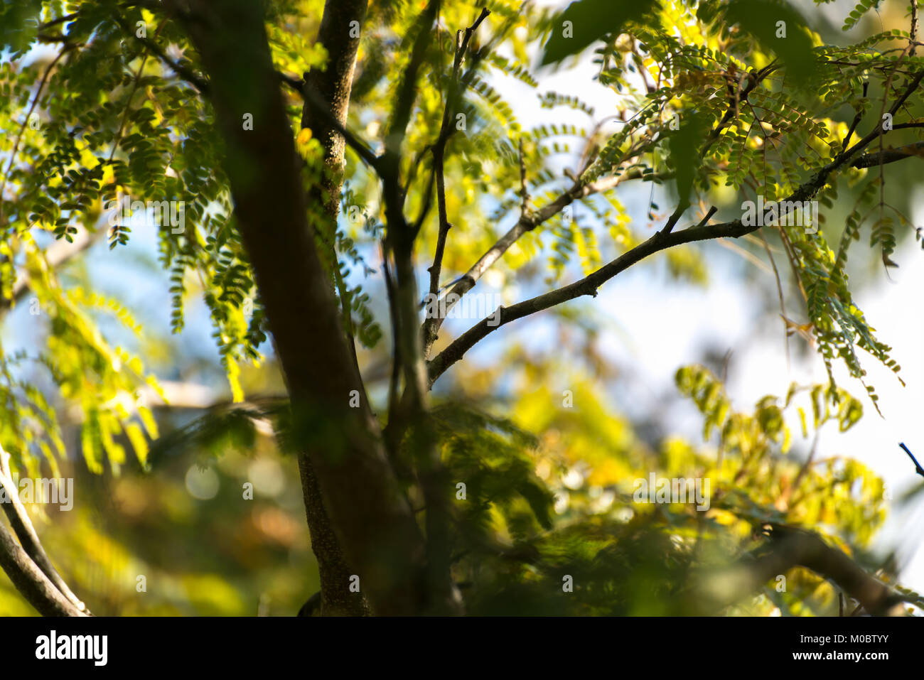 Closeup thick green leaf trees hi-res stock photography and images - Alamy