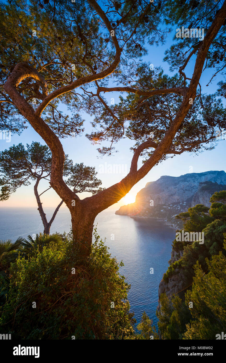 Golden light glowing through pine tree silhouettes as the sun sets behind a scenic panoramic view of the iconic cliffs of the island of Capri, Italy Stock Photo