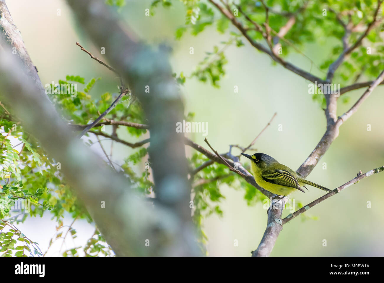 Close up of yellow-lored tody-flycatcher passerine bird perched in nature Stock Photo