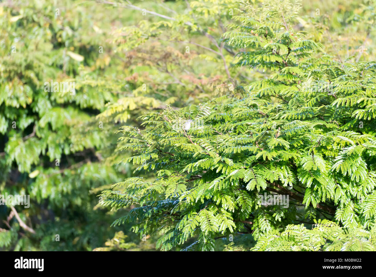 Closeup thick green leaf trees hi-res stock photography and images - Alamy