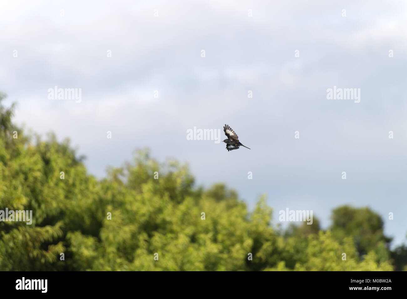 The crested black tyrant bird in flight with sky background Stock Photo