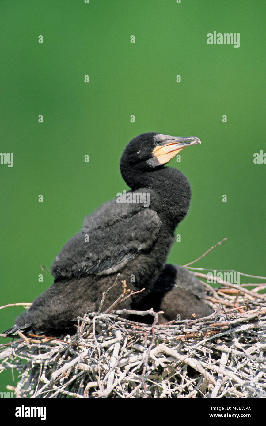 Great Cormorant, young at nest, Germany / (Phalacrocorax carbo)   | Kormoran, Jungvogel im Nest, Deutschland / (Phalacrocorax carbo) Stock Photo