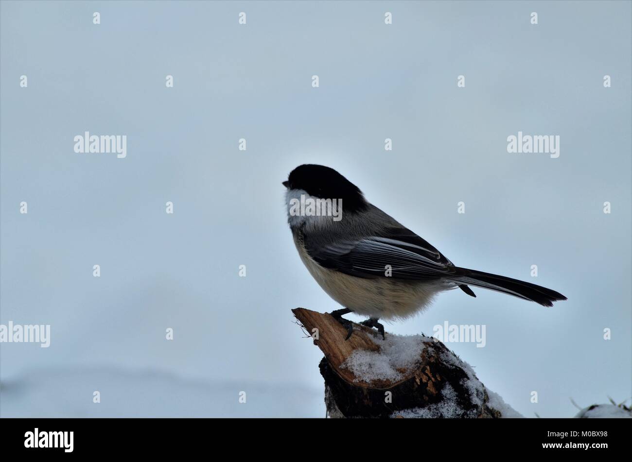 A Black-Capped Chickadee bird, sits on the tip of a broken branch resting quickly before flight takes place again Stock Photo