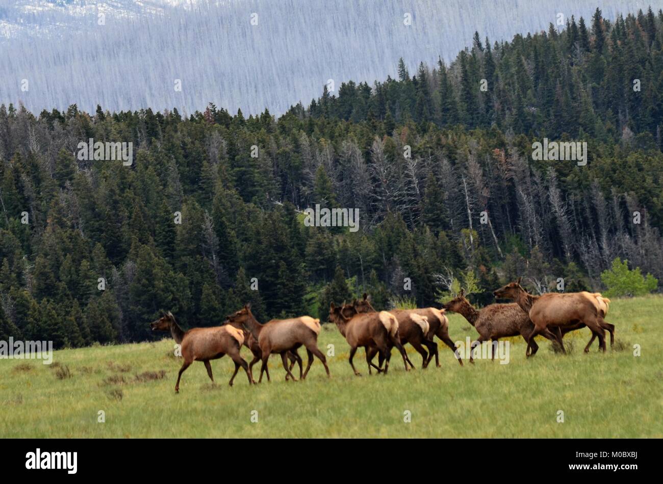 A herd of elk move swiftly across an open field, looking for food and shelter before evening Stock Photo