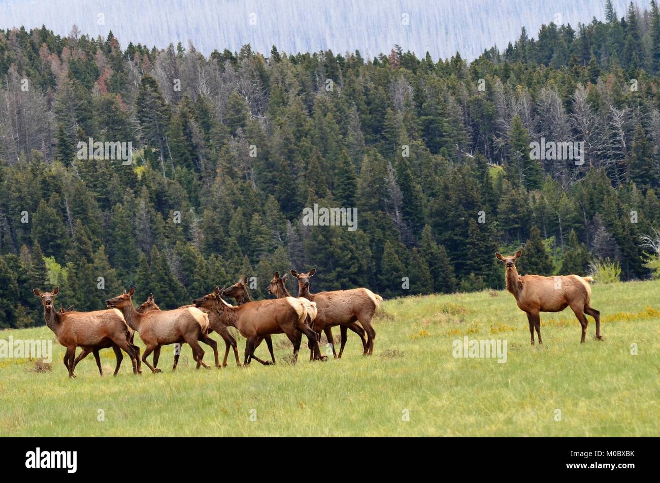 A herd of elk move swiftly across an open field, looking for food and shelter before evening Stock Photo
