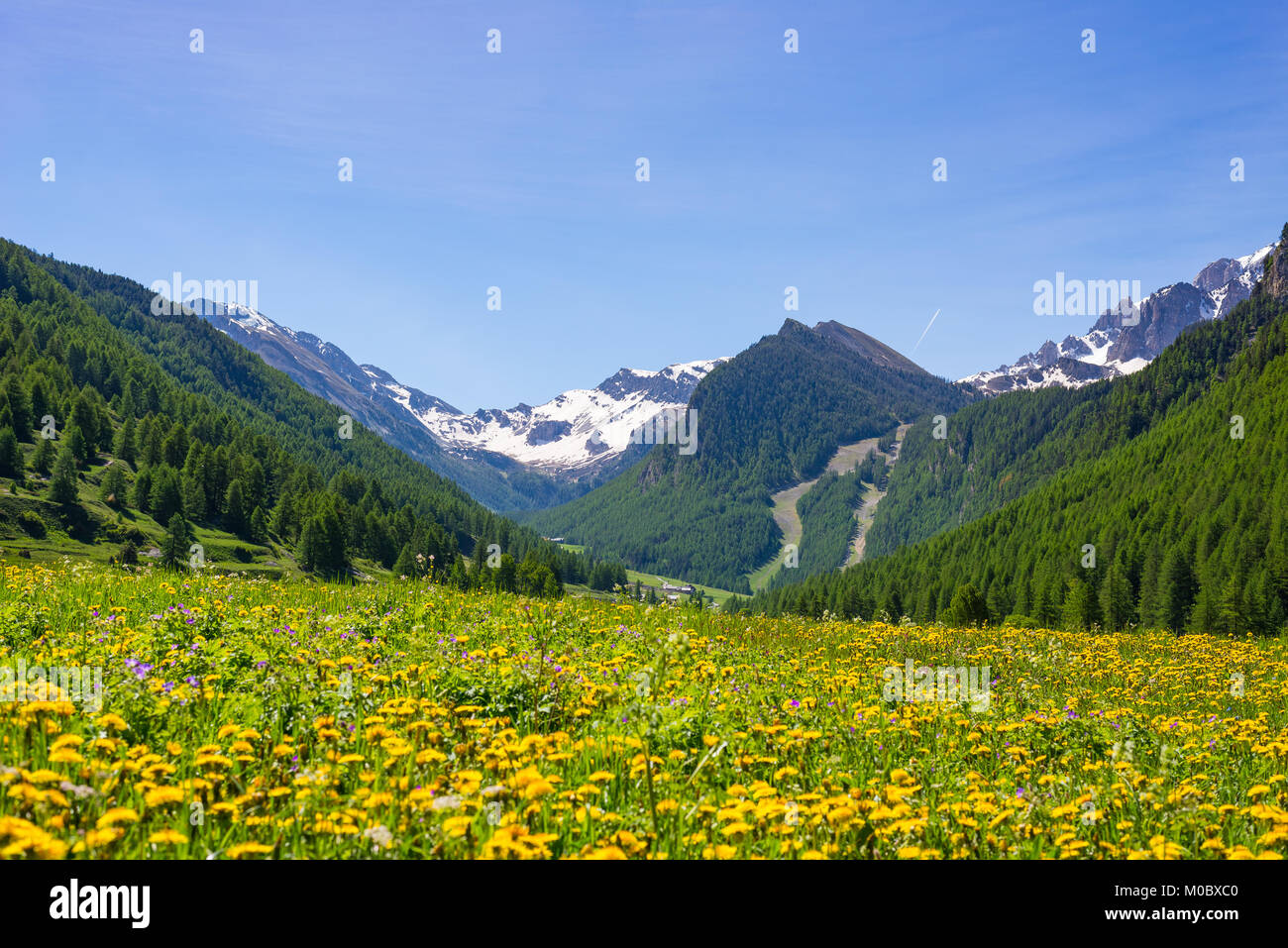 Summer in the Alps. Blooming alpine meadow and lush green woodland set ...