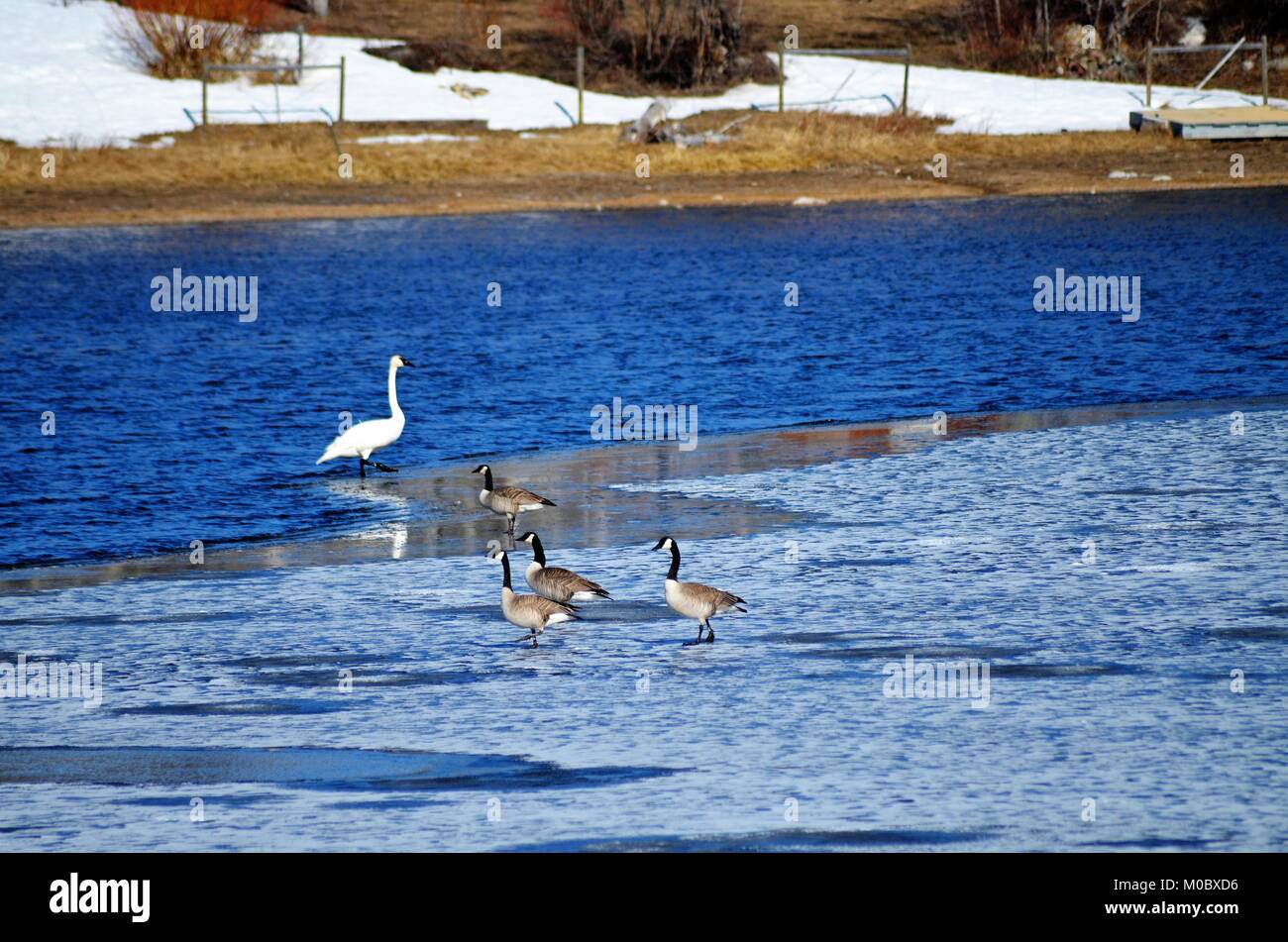 A white trumpeter swan steps out of the blue water and onto the thin ice, where four Canadian geese also stand and rest Stock Photo