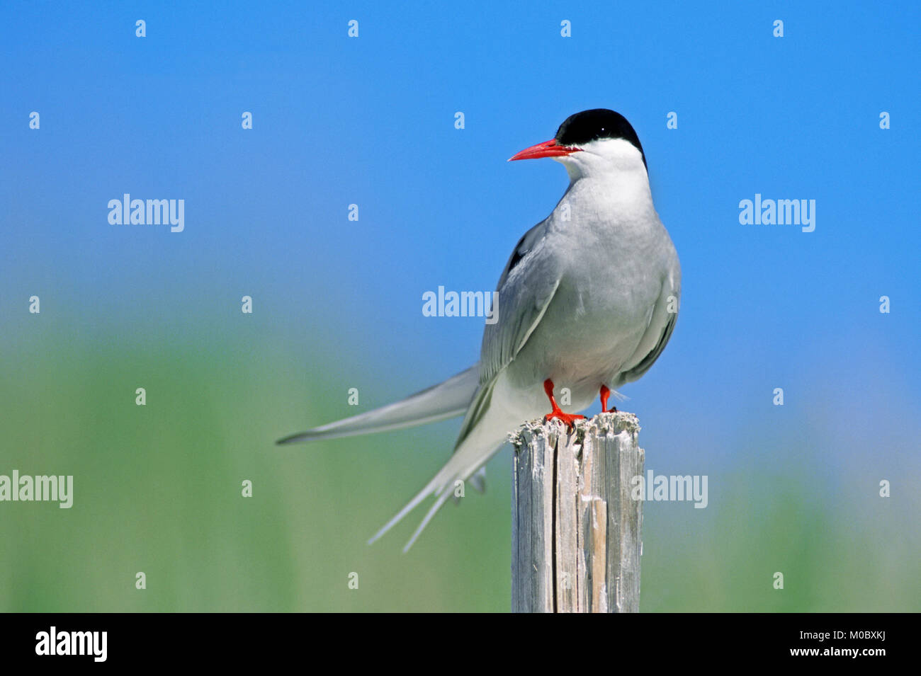 Arctic Tern, Lofotes, Norway / (Sterna paradisaea) | Kuestenseeschwalbe, Lofoten, Norwegen / (Sterna paradisaea) Stock Photo