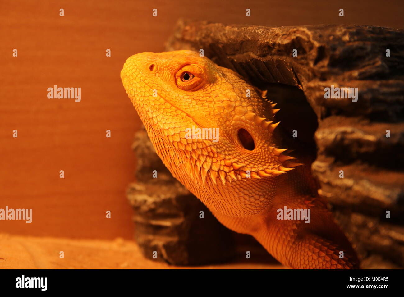 Real life dragon hi-res stock photography and images - Alamy