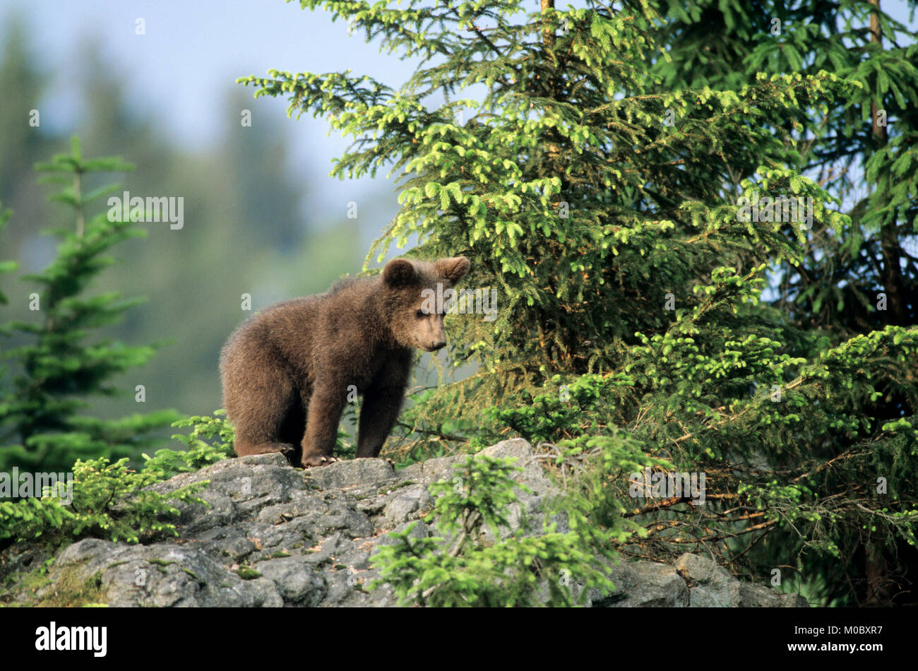 European Brown Bear, cub / (Ursus arctos) | Europaeischer Braunbaer, Jungtier / (Ursus arctos) Stock Photo