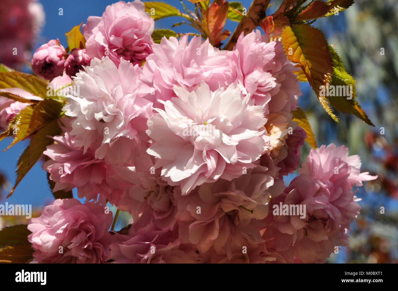 ornamental cherry blossom Stock Photo