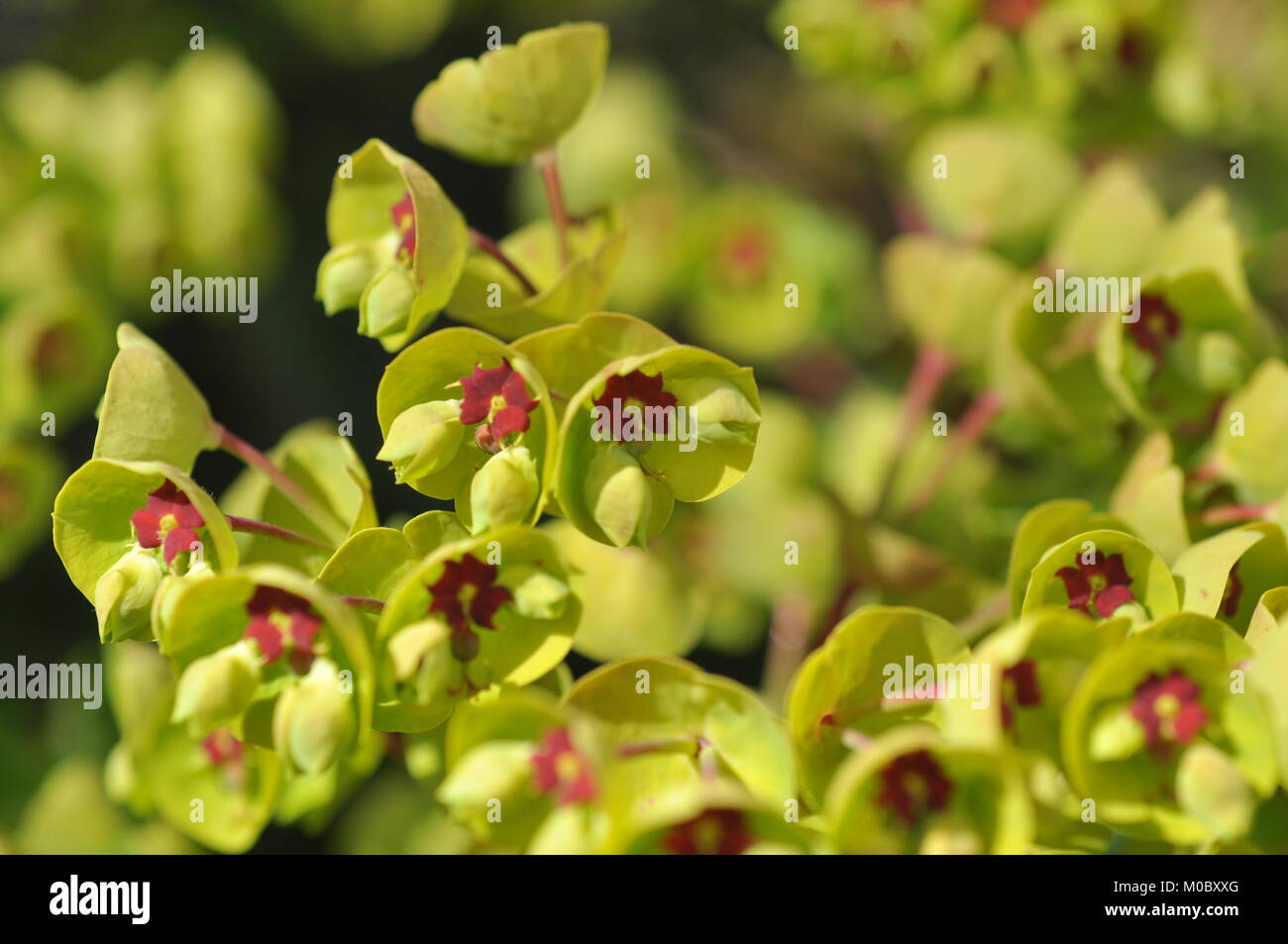 Euphorbia amygdaloides Purpureaeuphorbia Stock Photo