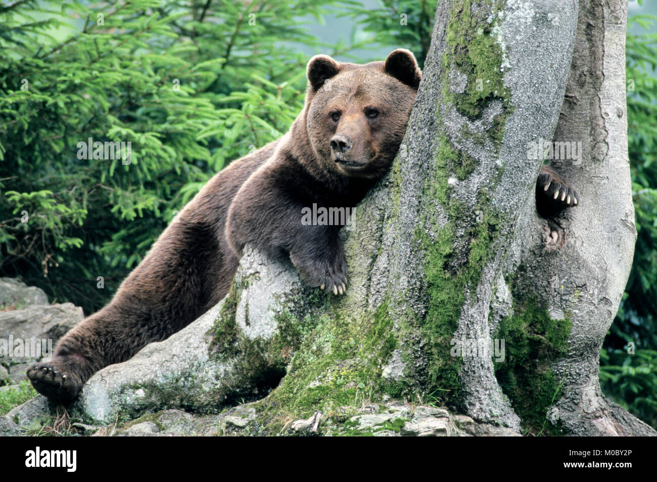 European Brown Bear / (Ursus arctos) | Europaeischer Braunbaer / (Ursus arctos) Stock Photo