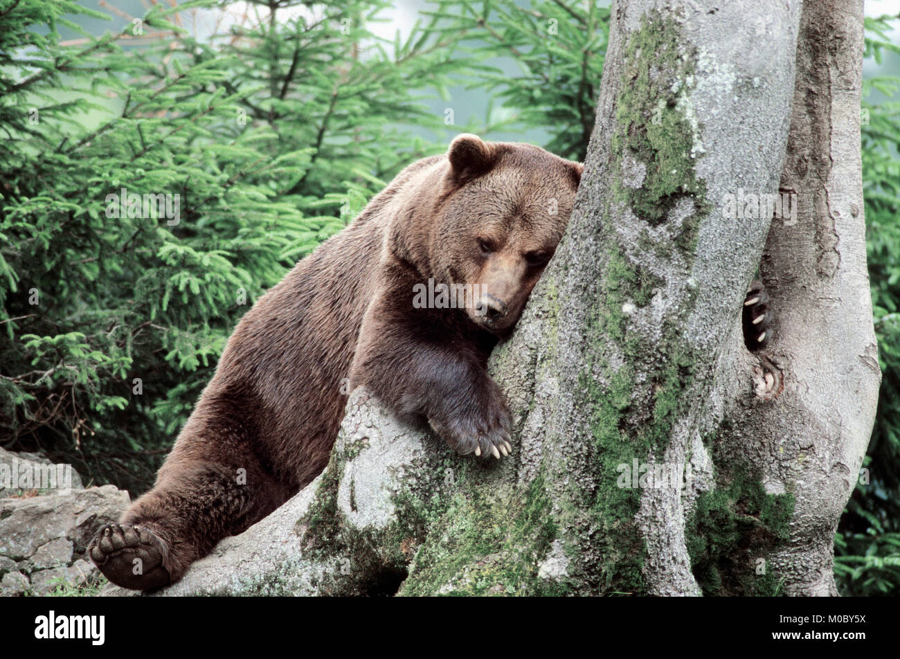 European Brown Bear / (Ursus arctos) | Europaeischer Braunbaer / (Ursus arctos) Stock Photo