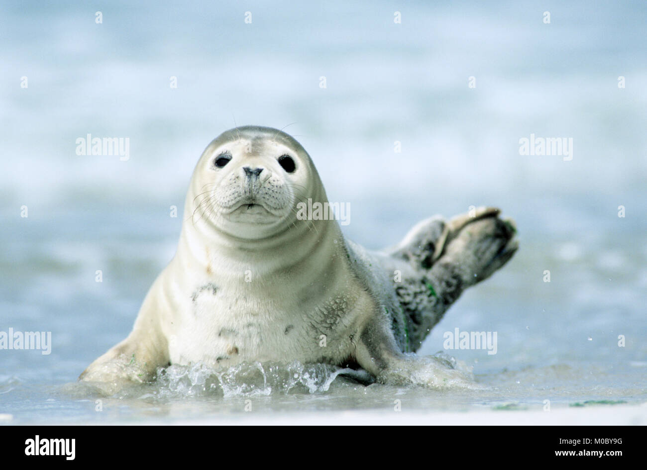 Young Harbour Seal, Helgoland, Schleswig-Holstein, Germany / (Phoca vitulina) | Seehund, Jungtier, Helgoland, Schleswig-Holstein, Deutschland Stock Photo