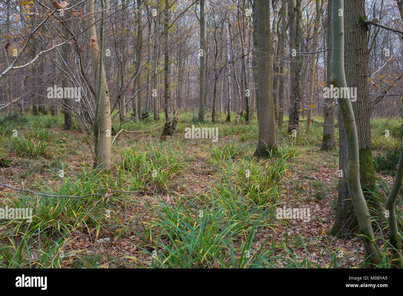 Forest floor with fallen leaves hi-res stock photography and images - Alamy