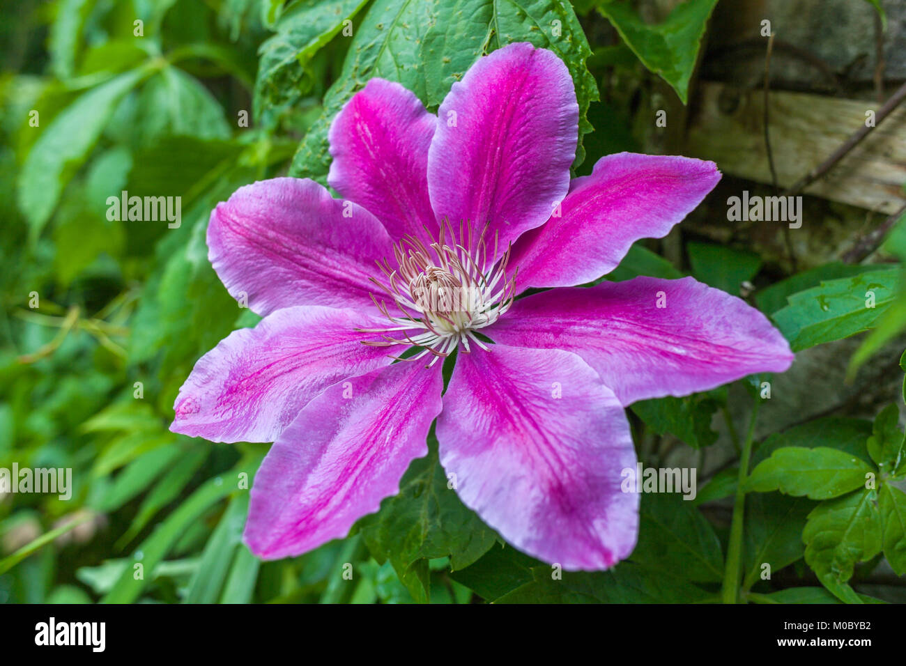 Deciduous Climber Clematis Doctor Ruppel in Full Bloom during June Stock Photo