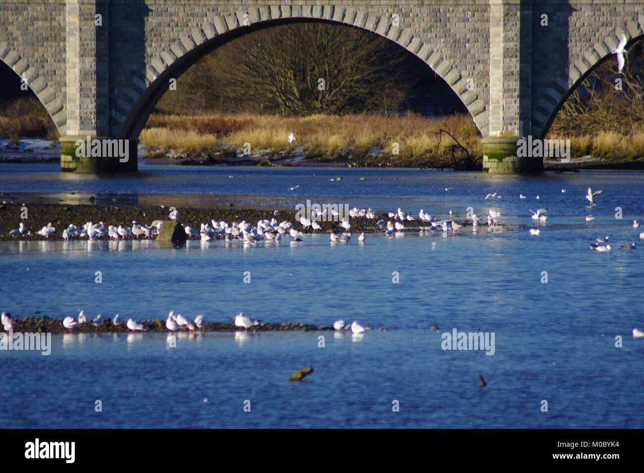 Bridge of Don. 5 Arch Granite Road Bridge 1830, Spanning thr River Don