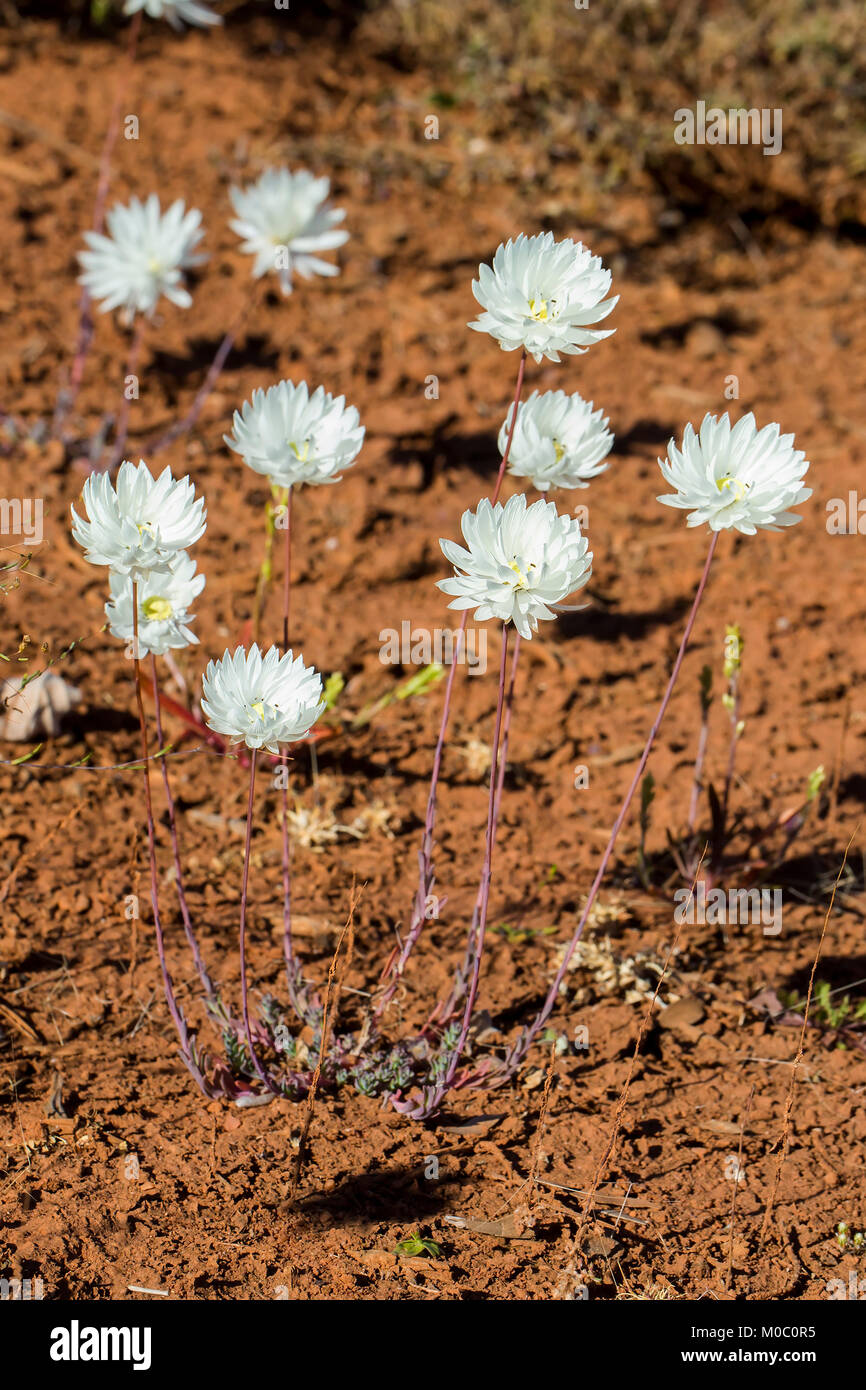 Splendid Everlasting Flower Rhodanthe Chlorcephala Stock Photo Alamy