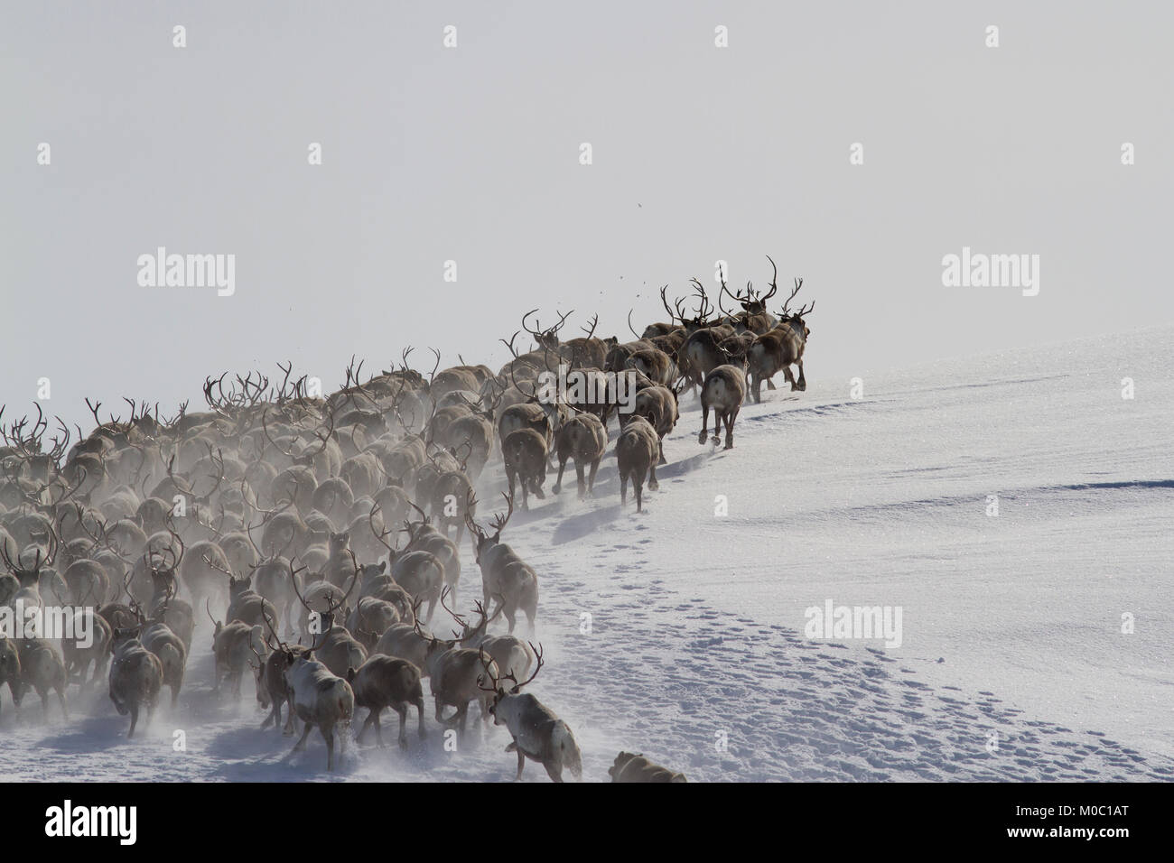 животные бегают по кругу. стадо оленей по спирали. хоровод северных оленей. стадо северных оленей. хоровод оленей.