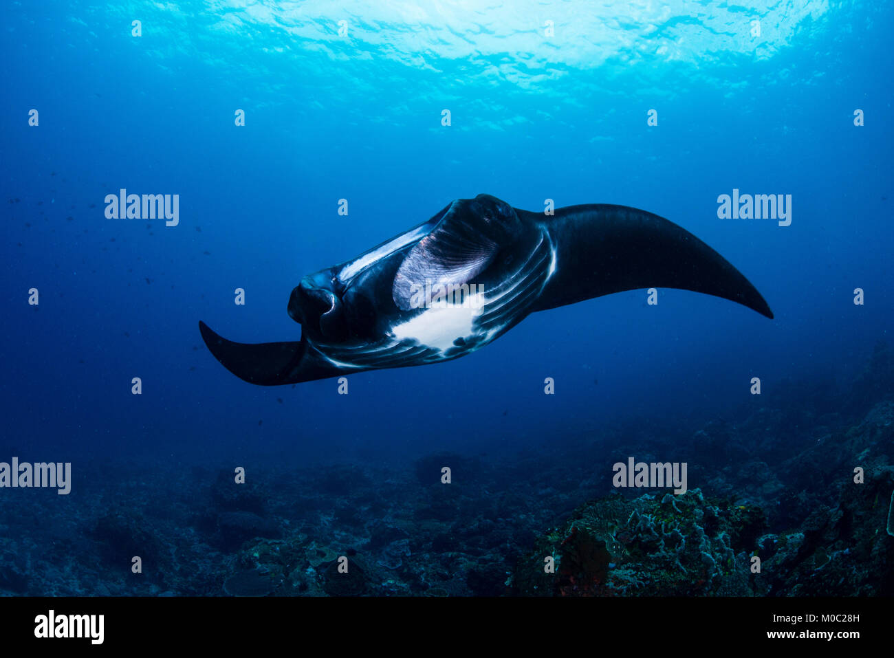 A black morph manta ray, manta or now known as mobula alfredi from the Indian Ocean, south Komodo National Park, Indonesia. Stock Photo