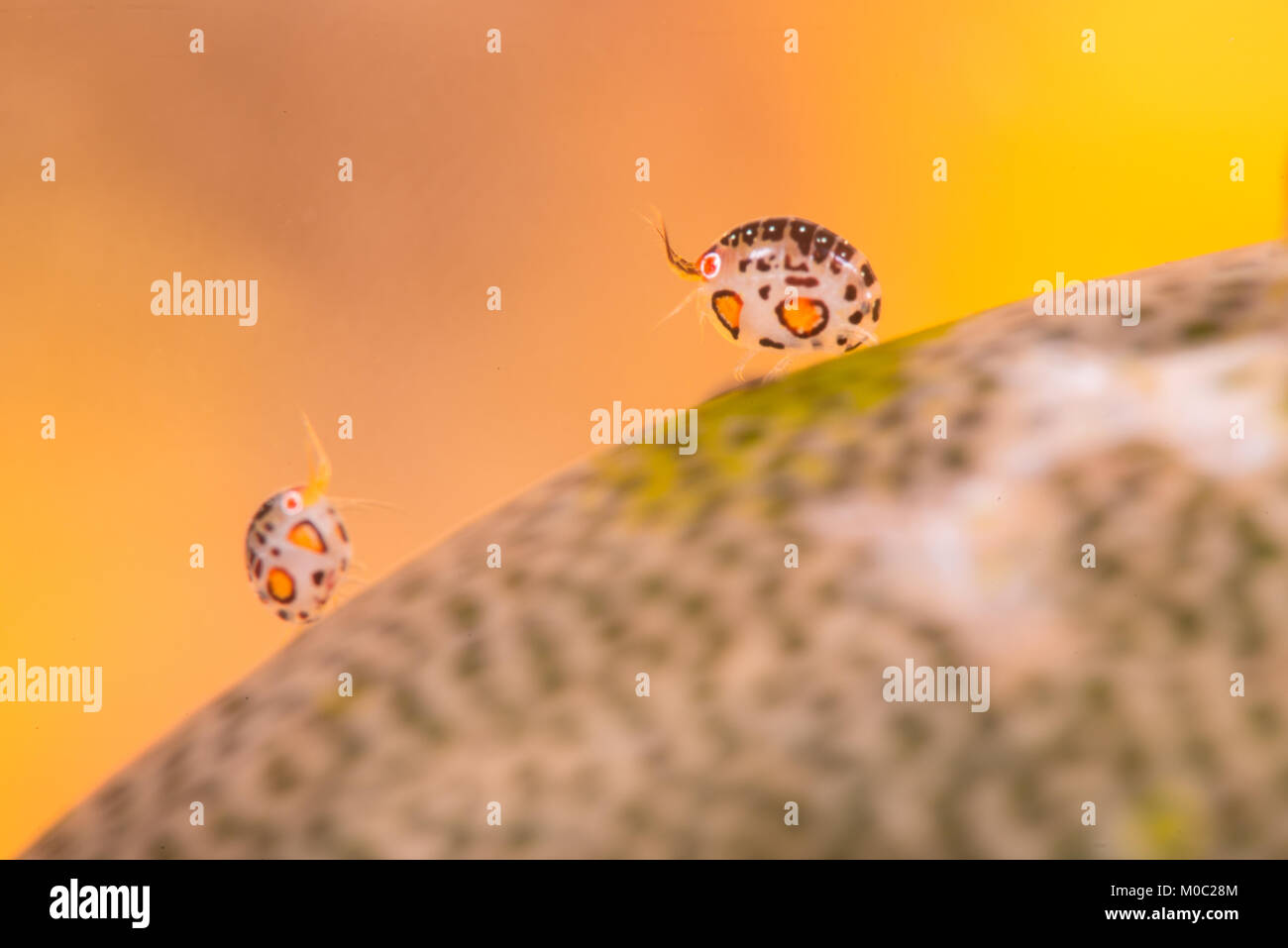 Ladybugs amphipods from the family of the isopods are some of the smallest marine animals visible to human eyes. photographed in Horseshoe bay Komodo. Stock Photo