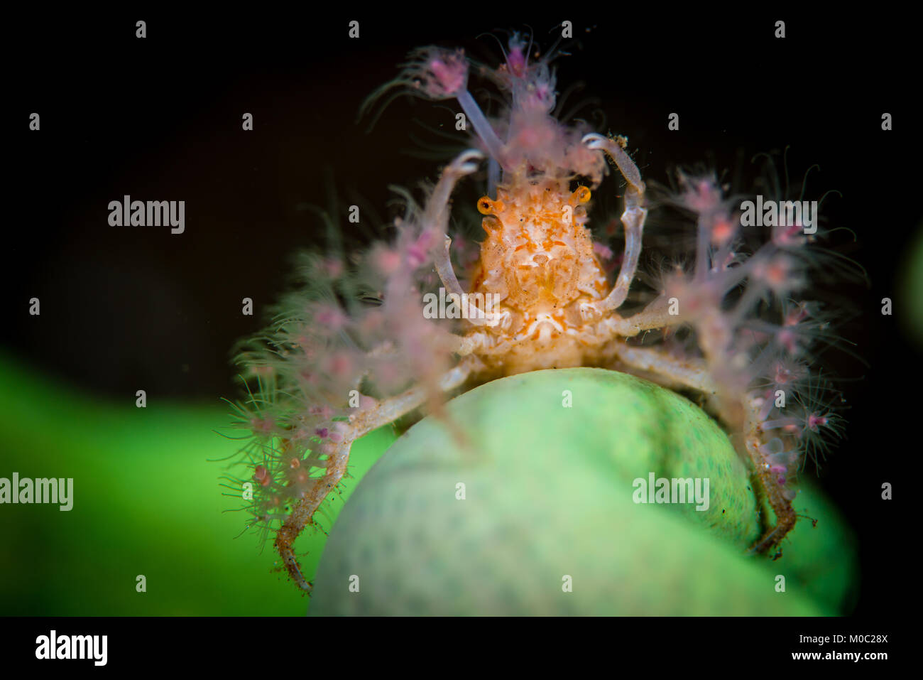 A Decorator crab during a night dive in Komodo National Park, sitting on a green lettuce coral from which is taking corals to be placed on it body Stock Photo