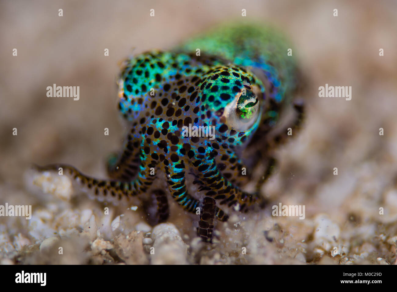 A Bobtail squid on a white grey sandy bottom photographed during a night dive in Komodo National Park, Indonesia. Stock Photo