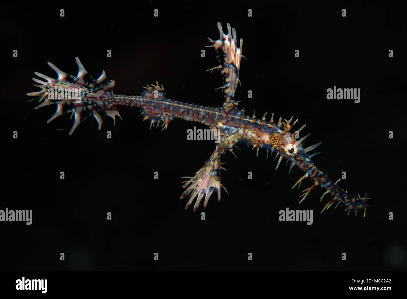 A yellow and still transparent ornate ghost pipefish on a perfect black background photographed by Sangeang volcano off Sumbawa island, Indonesia Stock Photo