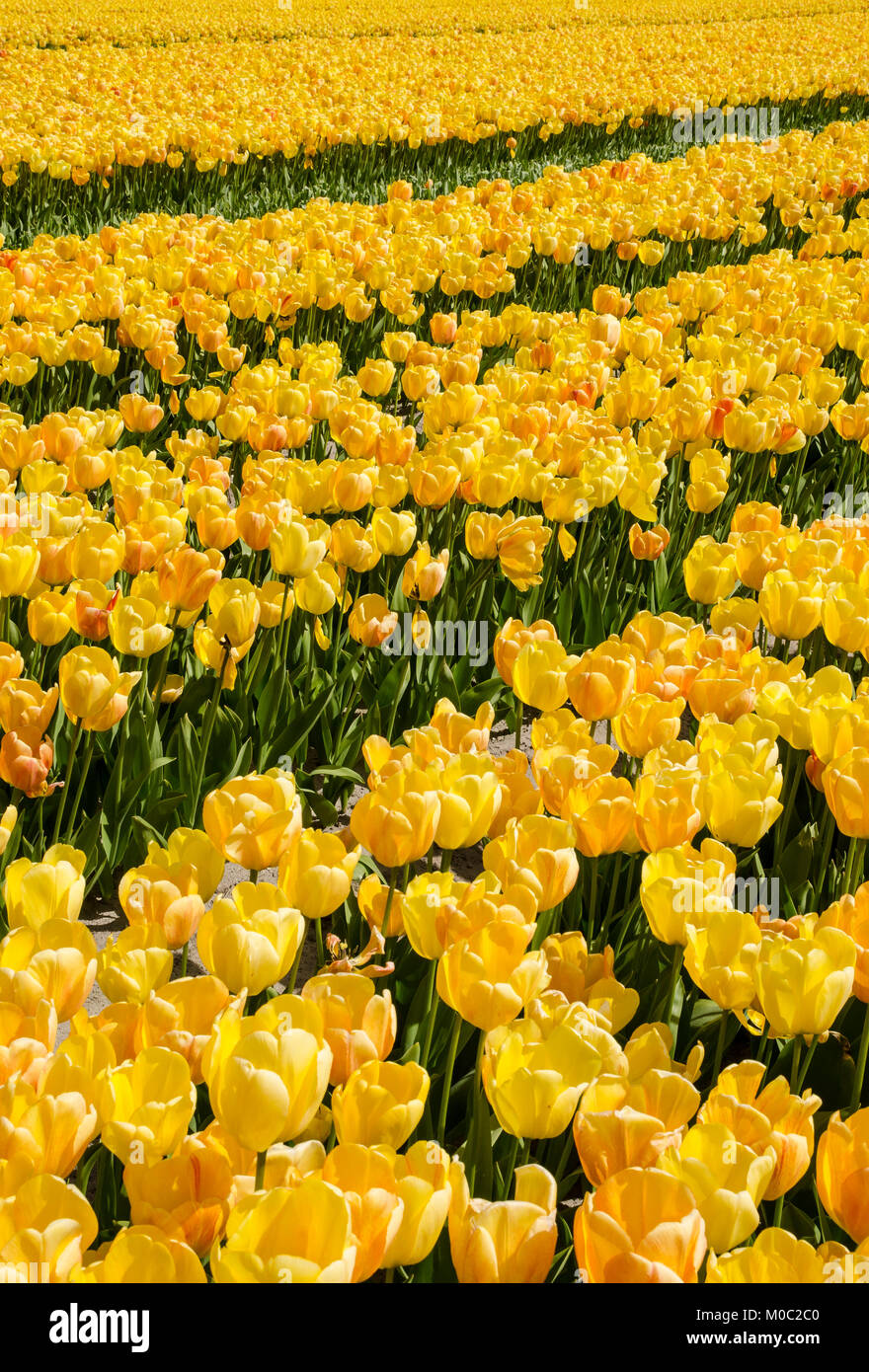 Tulpenfelder bei Lisse, Niederlande Stock Photo