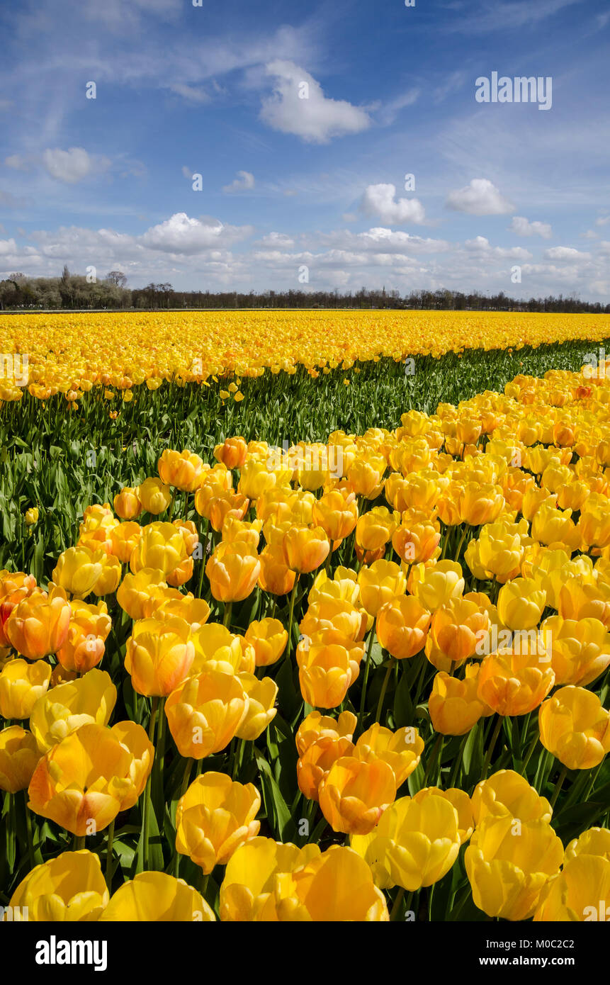 Tulpenfelder bei Lisse, Niederlande Stock Photo