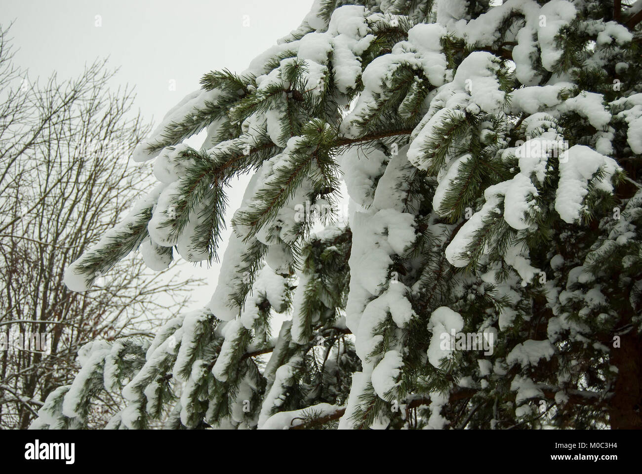Branches of pine covered with a thick layer of fresh fluffy snow. After ...