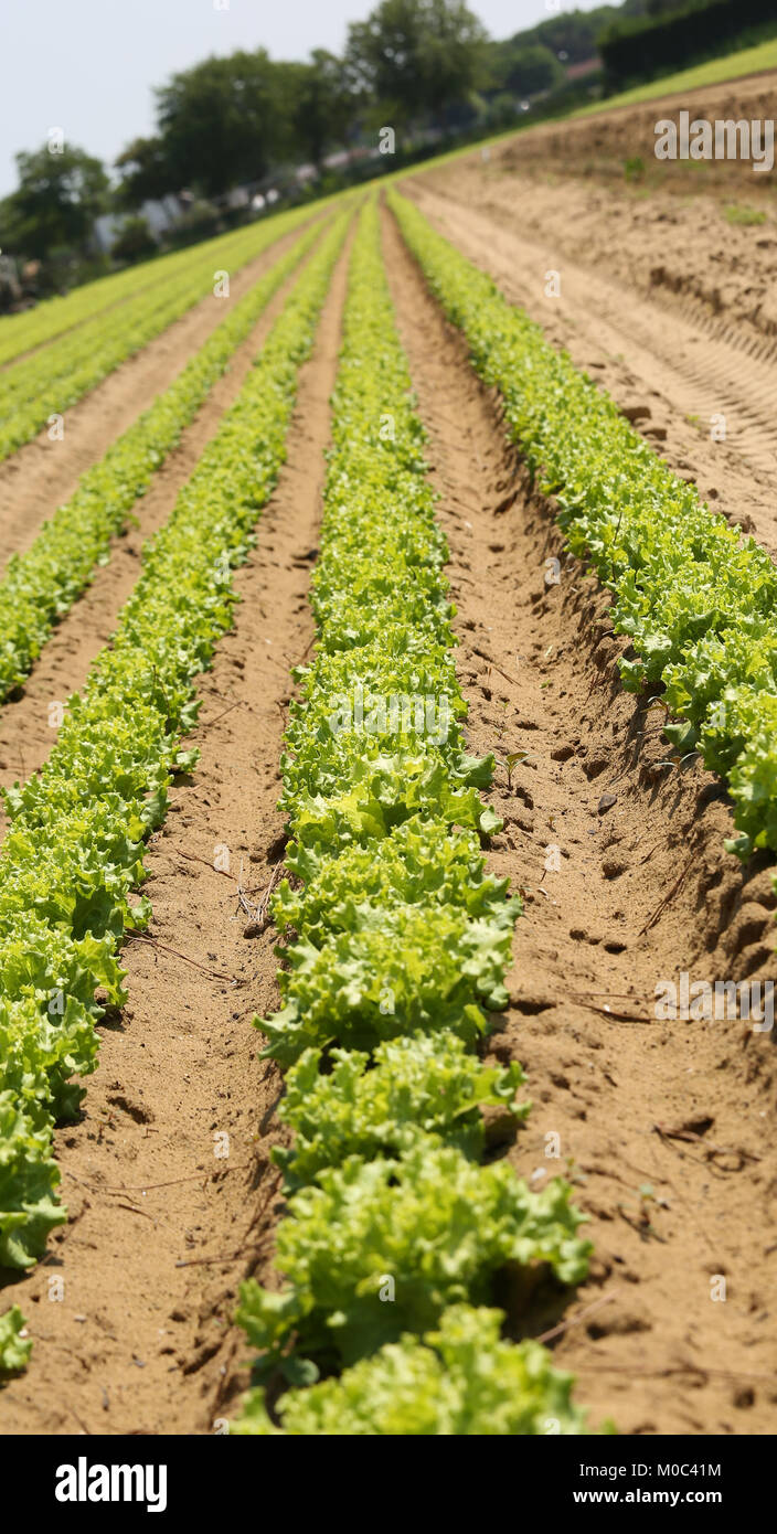 long rows of green ripe lettuce in the Po Valley in Italy with inclination desired by the photographer to give a sense of dynamism to the photographic Stock Photo