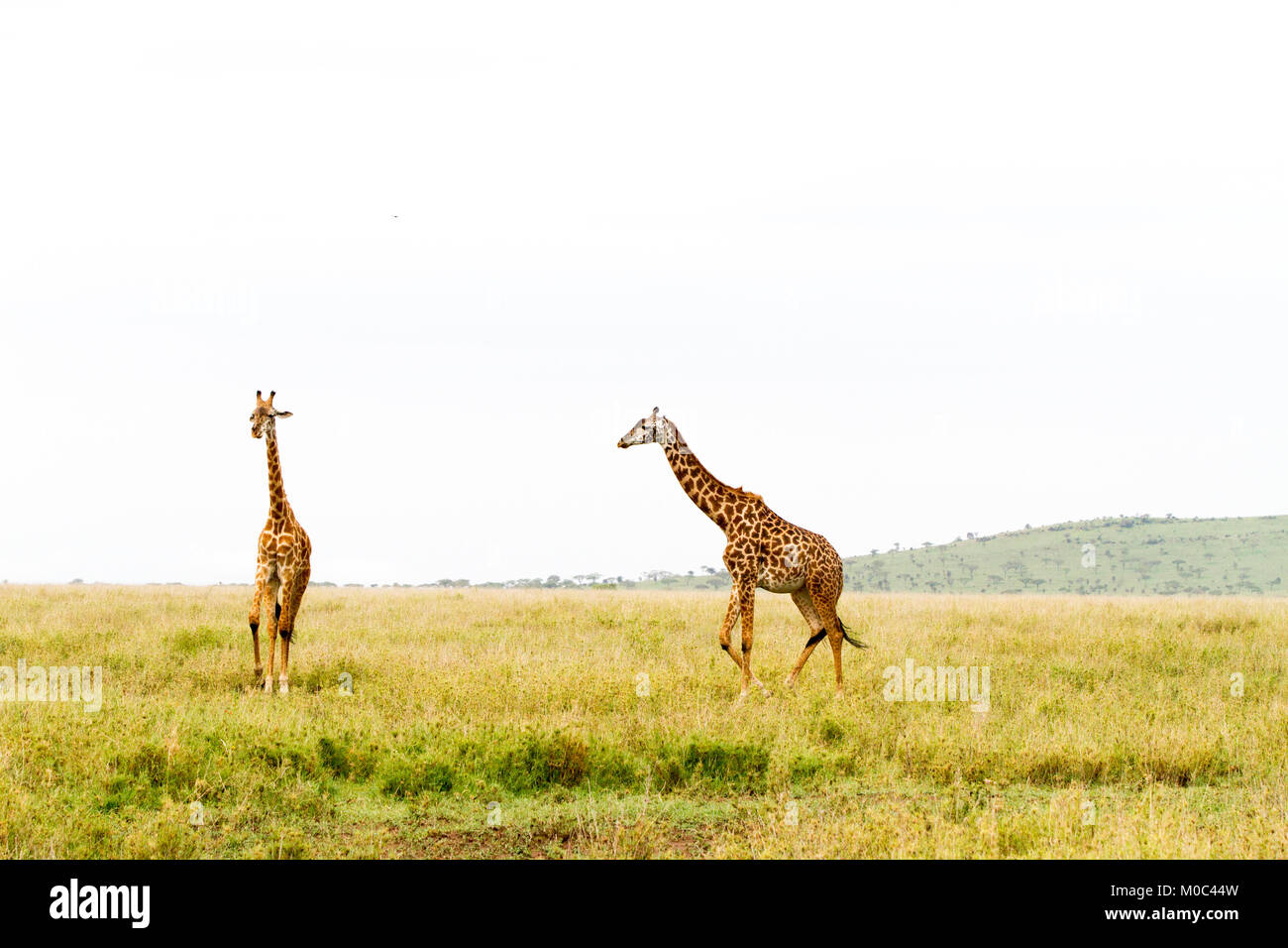 Ruminants big five game animals hi-res stock photography and images - Alamy