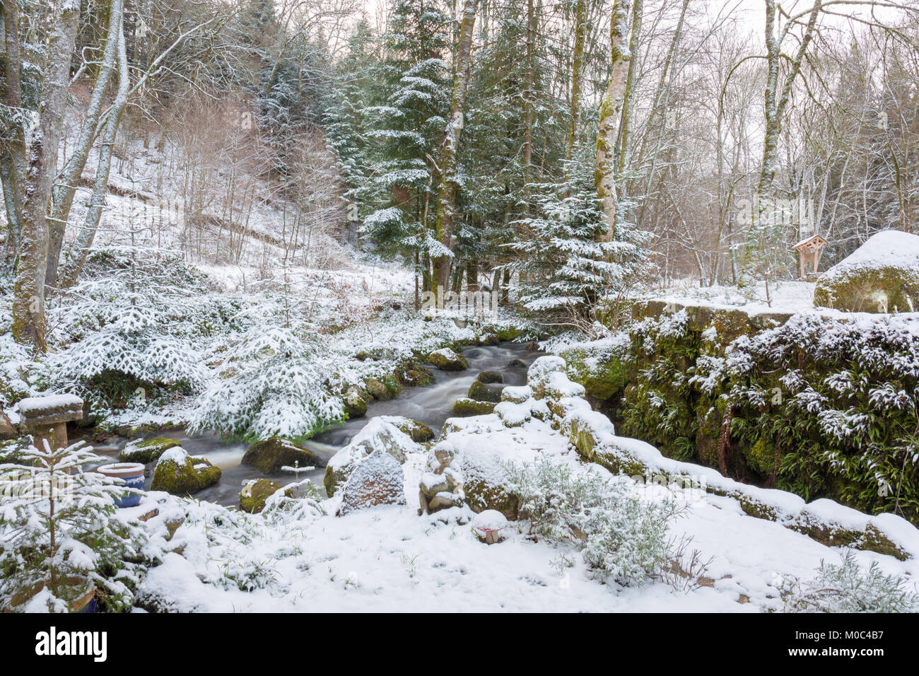 Small stream in 'Parc Naturel Regional de Millevaches en Limousin' during winter Stock Photo